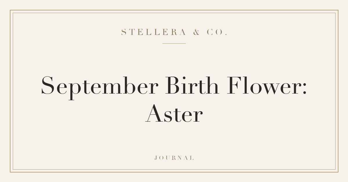 September Birth Flower: Aster — Stellera & Co.