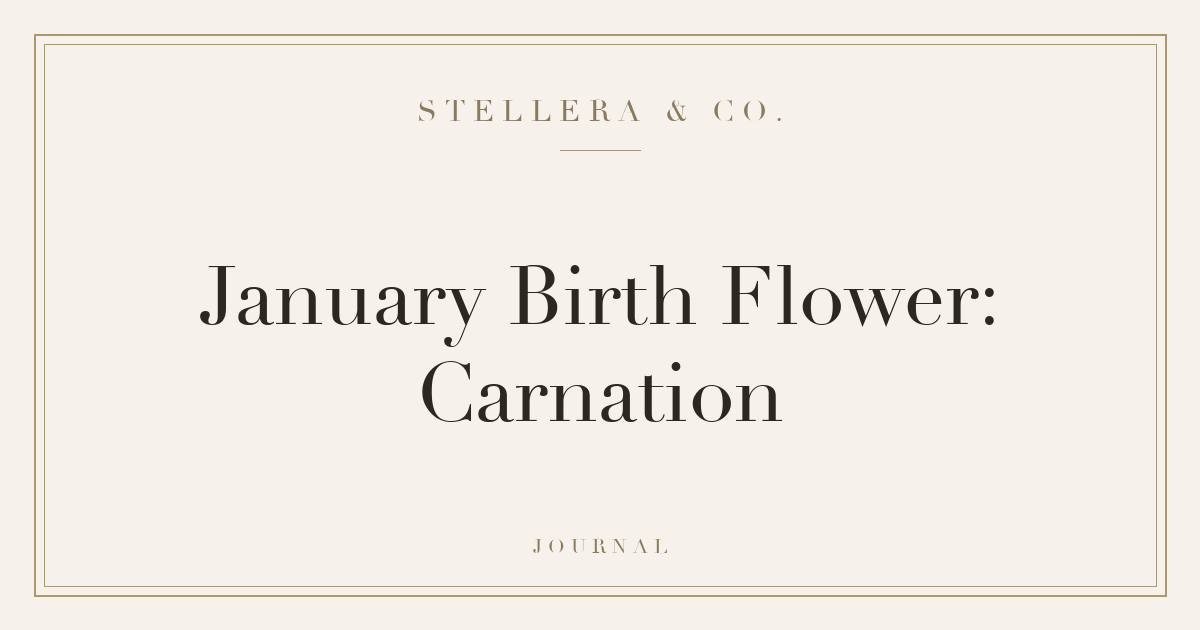 January Birth Flower: Carnation — Stellera & Co.