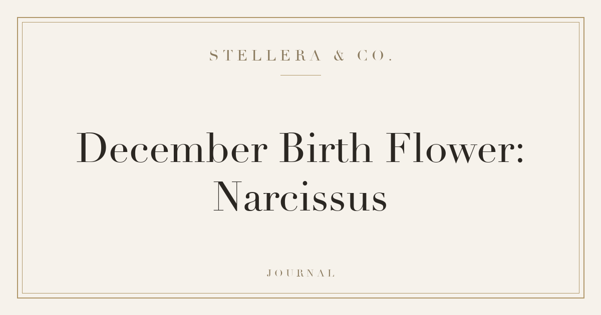December Birth Flower: Narcissus — Stellera & Co.